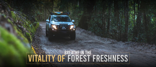 Breath In the Vitality Of Forest Freshness