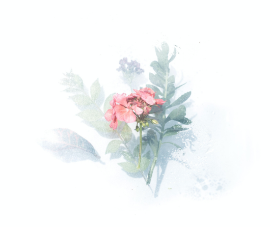 Floral Fragrance