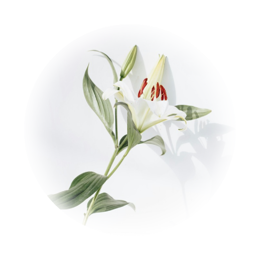 Chypre Fragrance