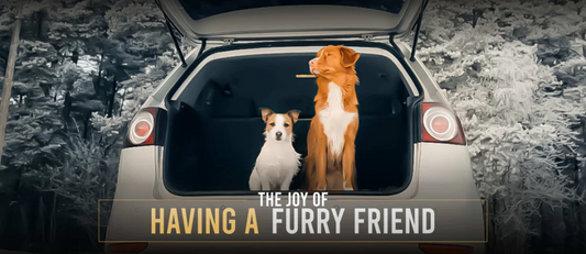 The Joy Of Having A Furry Friend!